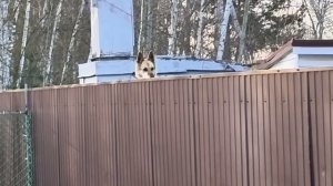 Вечерняя прогулка по территории СНТ.