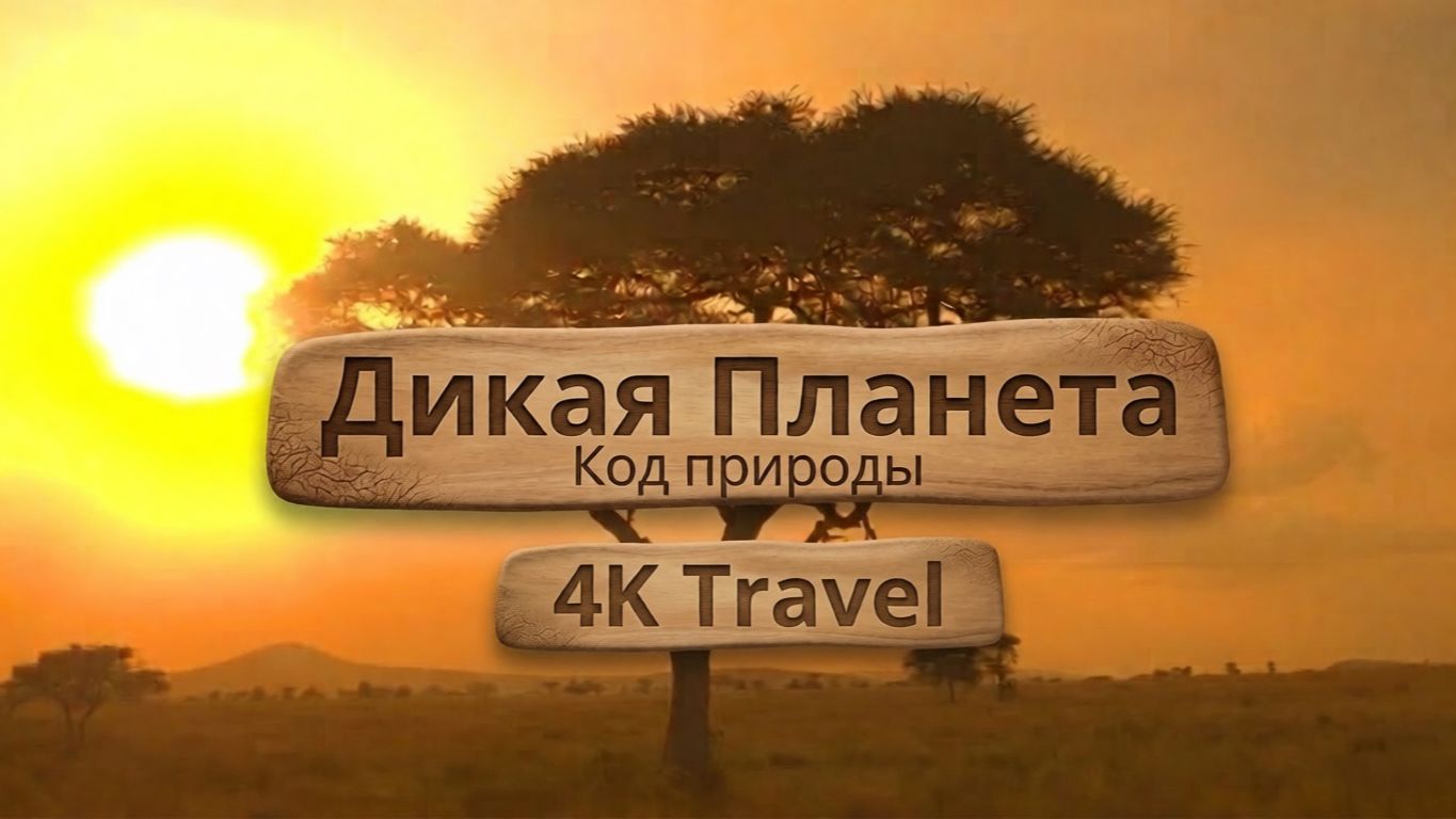 ДИКАЯ ПЛАНЕТА 4K | Код природы. Эпизод 2 | Документальный фильм. Дикая природа.