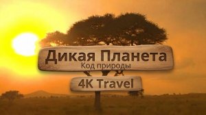 ДИКАЯ ПЛАНЕТА 4K | Код природы. Эпизод 2 | Документальный фильм. Дикая природа.