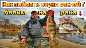 ЛОВЛЯ ОКУНЯ НА СПИННИНГ, НА СИЛИКОНОВОГО РАКА:ТЕХНИКА,ТАКТИКА ЛОВЛИ И ОСНОВЫНЕ ПРОВОДКИ/ВЕСНА, ВОЛГА