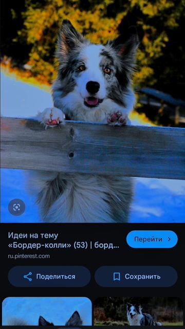 эдит с Бордер колли (Хаски Бандит говлрящяя собака)