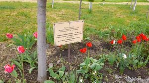 Цветы. Одышка. Раздумья на аллее героев. 03.05.2026