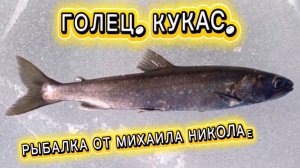 ГОЛЕЦ. КУКАС. РЫБАЛКА ОТ МИХАИЛА НИКОЛАЕВИЧА! #рыбалка #голец #fishing #природа #природасевера