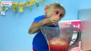 BiBi harvests watermelon to make watermelon juice for baby monkey Obi