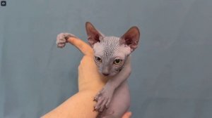 Котята питомника кошек  SOFT MAGIC CATS