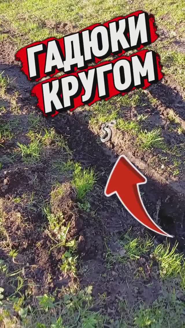 Кругом гадюки, пёс молодец 😲❗️