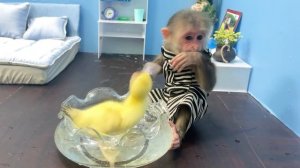 Nanny BiBi takes care of duckling