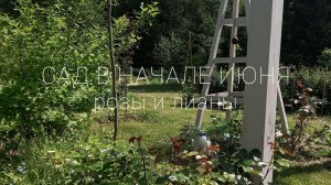 В объятиях июня. Новости лабиринта из роз.