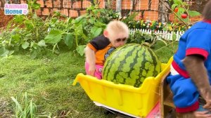 Smart BiBi harvests watermelon to make watermelon juice for baby monkey Obi