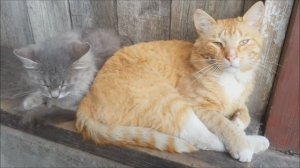 Котики