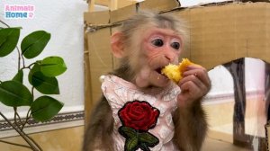 Naughty BiBi steals Ody's cake and...