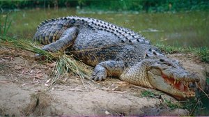 🐊Как этот монстр стал КОРОЛЁМ Австралии