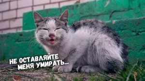 Спасение котика с раной на шее