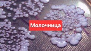 Молочница. Как избавиться от Молочница.