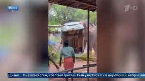Очевидцы сняли на видео разбушевавшегося слона в Индии.