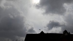 Николаевские голуби Продам 03.05.2026 г