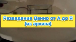 Разведение Данио от А до Я (из архива)