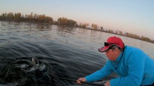 Трофейная рыбалка на Каме - щуки на 8000, судаки на 7000. На что берут крупные щуки и судаки осенью
