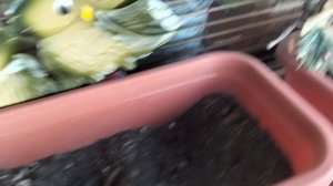 Обзор на мой балкон
