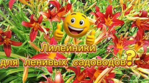 Лилейники в цветнике - сад без ухода