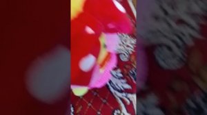 ВЛОГ С МИЛТИ У БАБУШКИ!