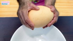 BiBi harvests eggs to make egg rolls for baby monkey Obi