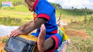 Nanny BiBi harvests watermelon to make watermelon juice for baby monkey Obi