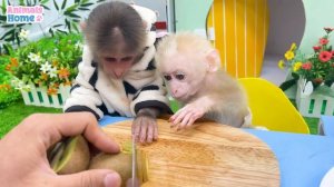 BiBi harvests fruits to make watermelon cake for baby monkey Obi