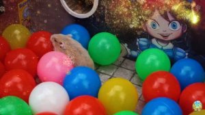 Хомяк выбирается из лабиринта! 4