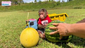 Smart BiBi picks watermelons to make watermelon ice cream