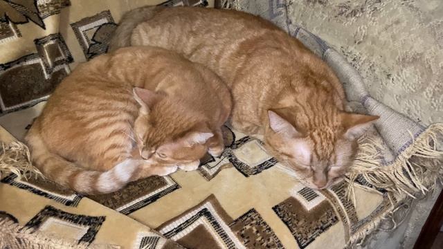 Рыжий кот. Мои Рыжики спят. Милота