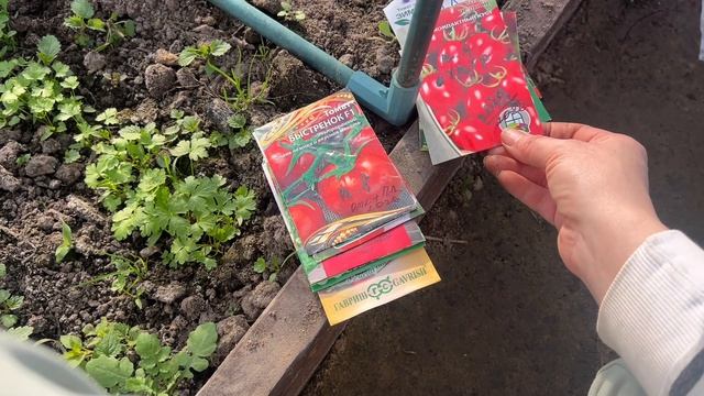 Что высадила в ОТКРЫТЫЙ грунт и в ТЕПЛИЦУ.