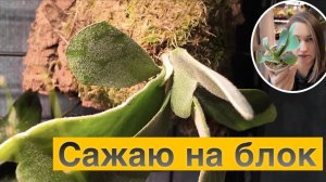 Сажаю платицериум на блок