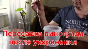 Пересадка проросшего винограда.