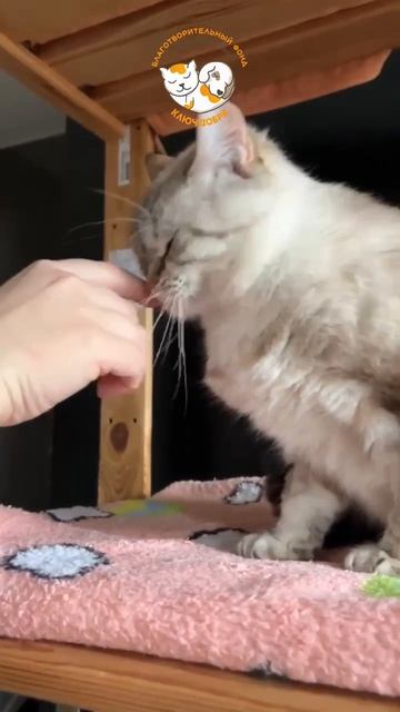 Латифа