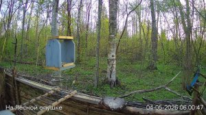 LIVE: На лесной опушке. Природа онлайн