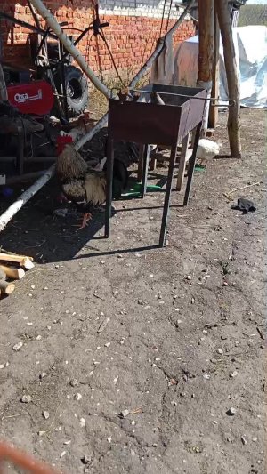 прогулка с Тимофем