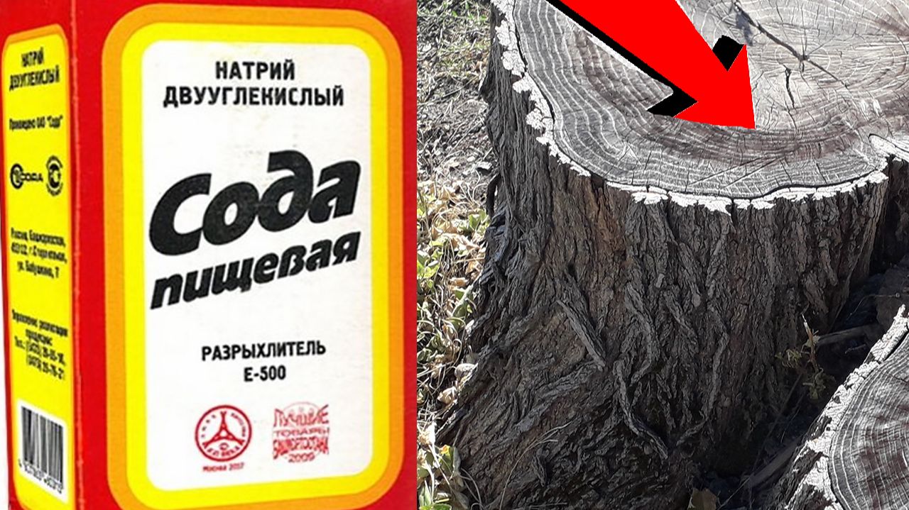 Как избавиться от поросли и пня За 3 Секунды!