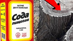 Как избавиться от поросли и пня За 3 Секунды!