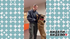 Самый лучший кинолог. Видели видео? Фрагмент выпуска от 03.05.2026