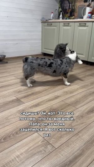 Ох уж этот кот