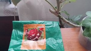 Дома ожидал сюрприз ❗❗❗
Новая теплица.
04.05.26г.