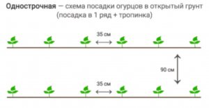 выращиваю огурцы часть 2