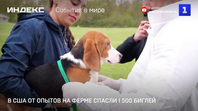В США от опытов на ферме спасли 1 500 биглей