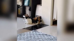 Самые смешные клипы с кошками и собаками 2026😼🐶Постарайся не смеяться😜