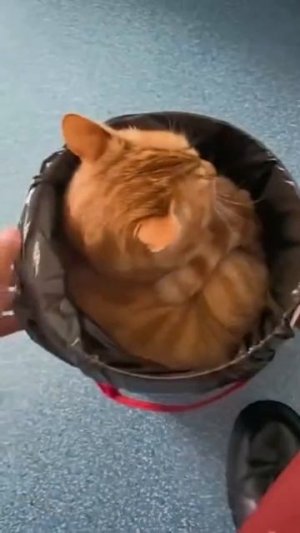 Теперь я часть корабля