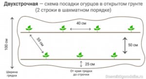 выращиваю огурцы часть 1