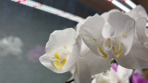 Орхидеи 🌺 Финальный аккорд зимнего цветения 😍🦋🌷🩷
