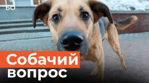 В Казани стало «меньше агрессии» от собак. Как власти города решают проблему безнадзорных животных