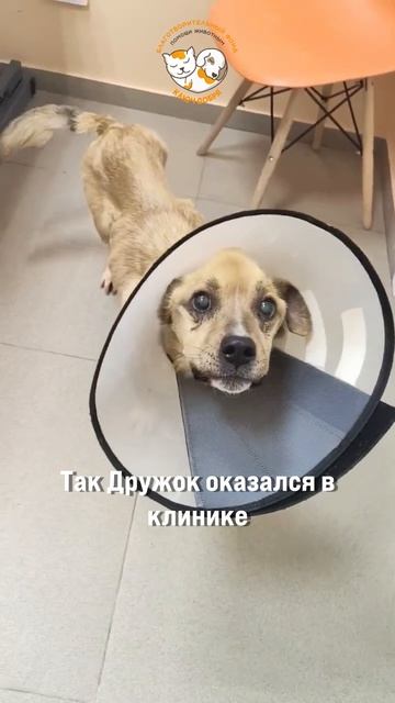 Дружок